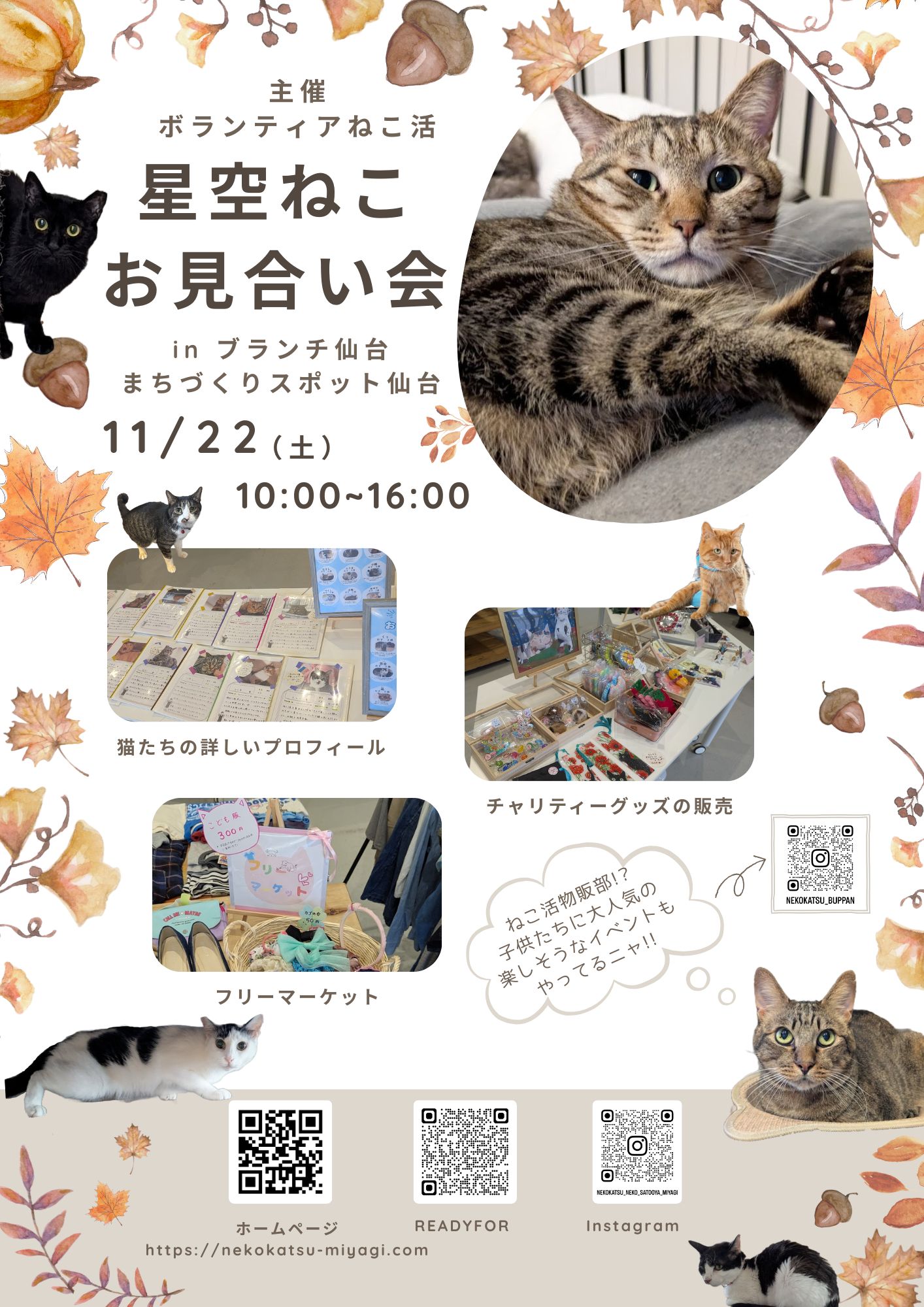 星空ねこ お見合い会