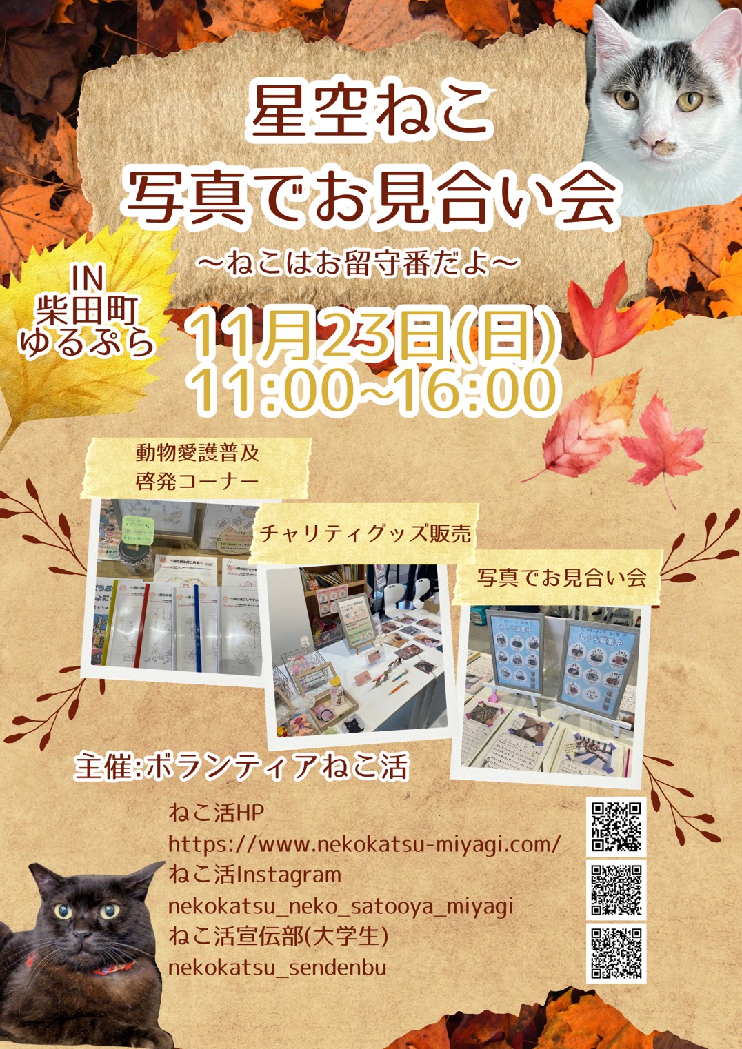 星空ねこ 写真でお見合い会〜ねこはお留守番だよ〜
