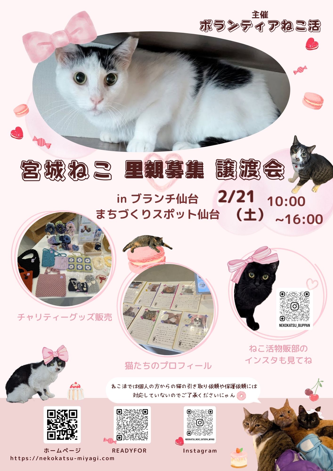 宮城猫 里親募集 譲渡会