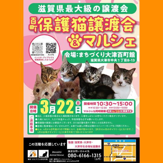 🐱【百町保護猫譲渡会＆マルシェ】🐱